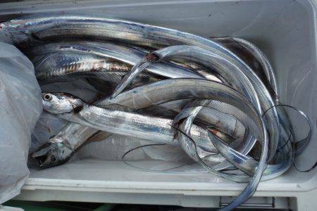 遊漁船 遊友 釣果