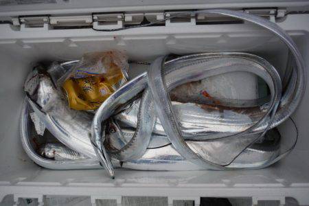 遊漁船 遊友 釣果