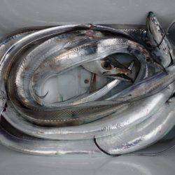 遊漁船 遊友 釣果