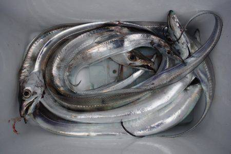 遊漁船 遊友 釣果