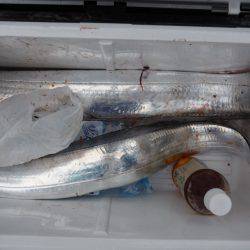 遊漁船 遊友 釣果