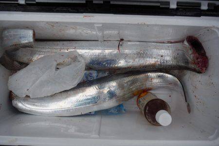 遊漁船 遊友 釣果