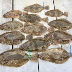 さんさん丸 釣果