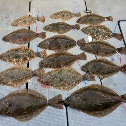 さんさん丸 釣果