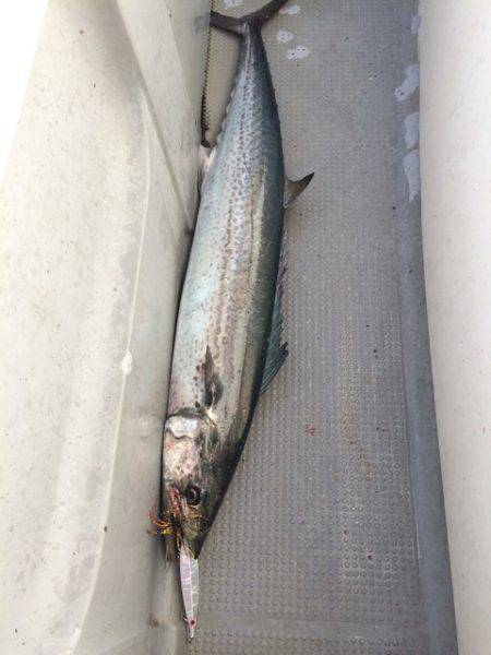 Blue.win 海人丸 釣果