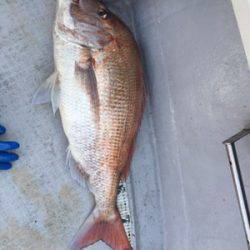 シーモンキー 釣果