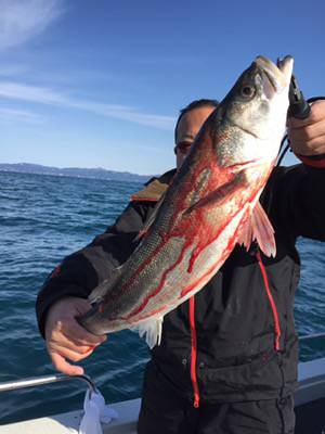 シーモンキー 釣果