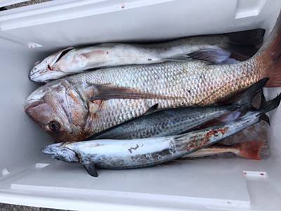 シーモンキー 釣果