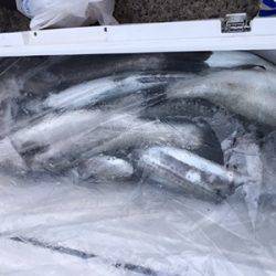 シーモンキー 釣果