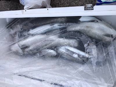 シーモンキー 釣果