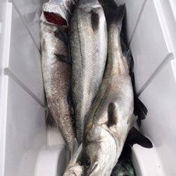 シーモンキー 釣果