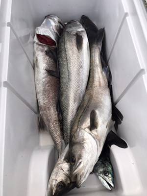 シーモンキー 釣果