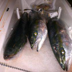 幸風(さちかぜ) 釣果