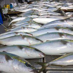 幸風(さちかぜ) 釣果