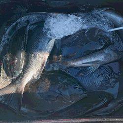 しば渡船 釣果