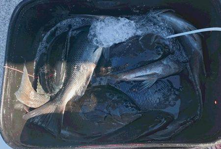しば渡船 釣果