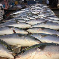 幸風（さちかぜ） 釣果
