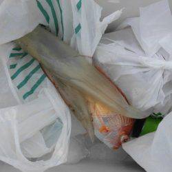 大進丸(新潟) 釣果