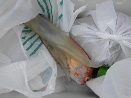 大進丸（新潟） 釣果