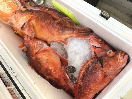 寿裕 （YOSHIHIRO） 釣果