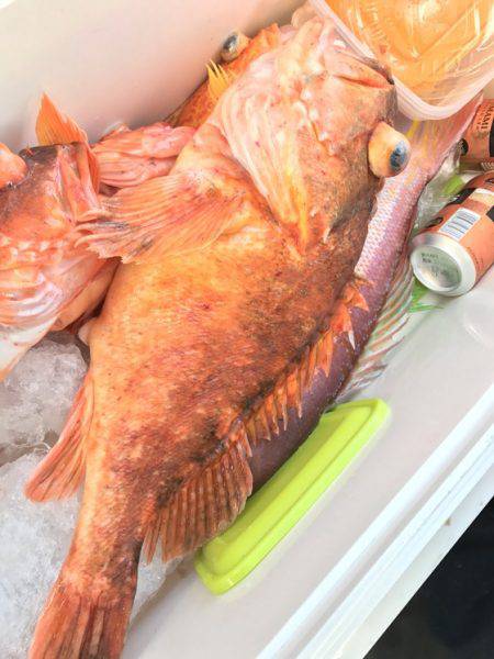 寿裕 (YOSHIHIRO) 釣果