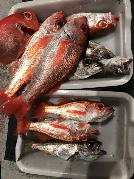 たいし丸 釣果