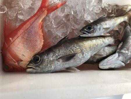 たいし丸 釣果