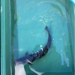 ＡＮＴＡＲＥＳ（アンタレス） 釣果