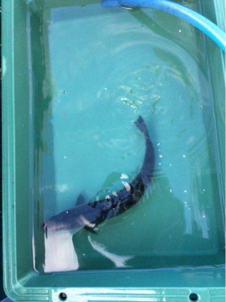 ＡＮＴＡＲＥＳ（アンタレス） 釣果