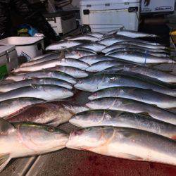 幸風(さちかぜ) 釣果