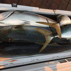 幸風(さちかぜ) 釣果