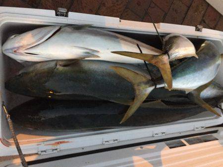 幸風(さちかぜ) 釣果