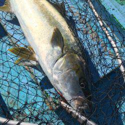 松鶴丸 釣果