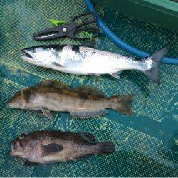 ANTARES(アンタレス) 釣果