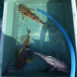 ＡＮＴＡＲＥＳ（アンタレス） 釣果