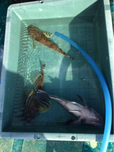 ＡＮＴＡＲＥＳ（アンタレス） 釣果