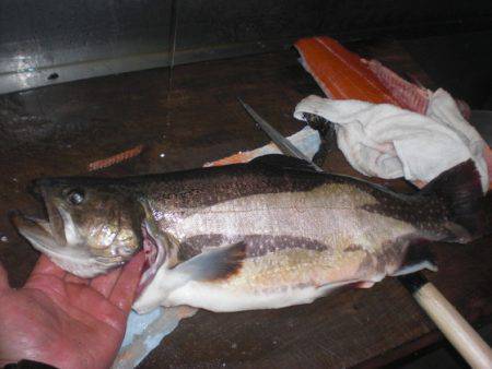 高萩ふれあいの里フィッシングエリア 釣果