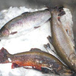 高萩ふれあいの里フィッシングエリア 釣果