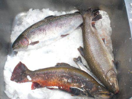 高萩ふれあいの里フィッシングエリア 釣果