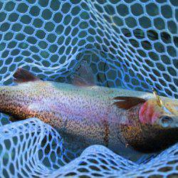 小菅トラウトガーデン 釣果