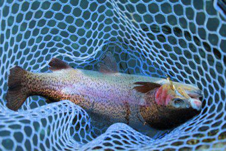 小菅トラウトガーデン 釣果