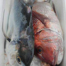 遊漁船 新鋭丸 釣果