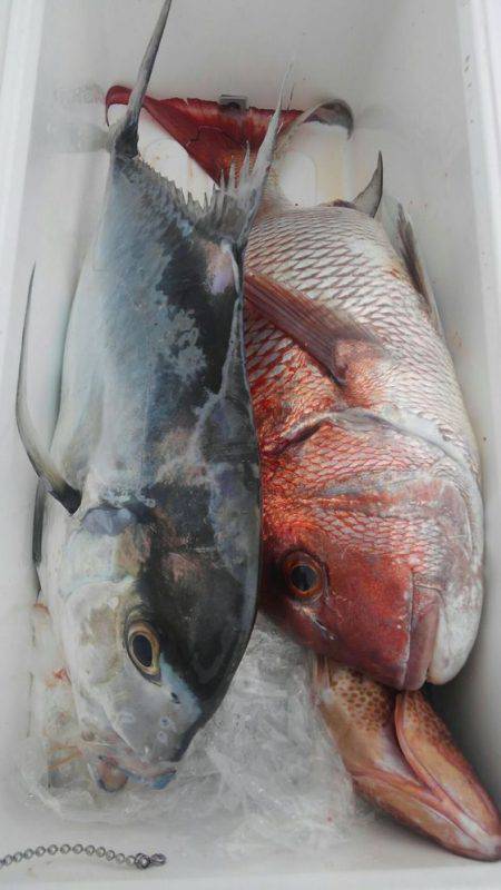 遊漁船 新鋭丸 釣果