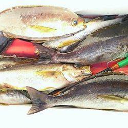 しば渡船 釣果