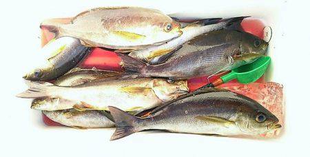 しば渡船 釣果