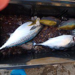 フィッシングハウス伊藤 釣果