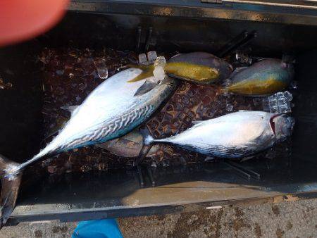 フィッシングハウス伊藤 釣果