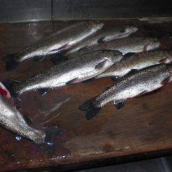 高萩ふれあいの里フィッシングエリア 釣果