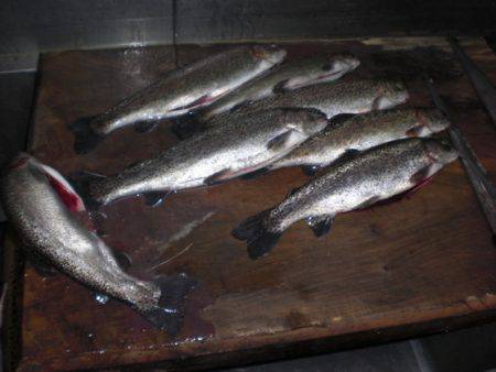 高萩ふれあいの里フィッシングエリア 釣果