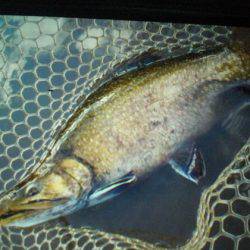 高萩ふれあいの里フィッシングエリア 釣果